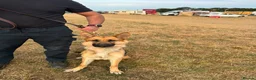 German Shepherd dogs for sale: Need new home - Advert 3