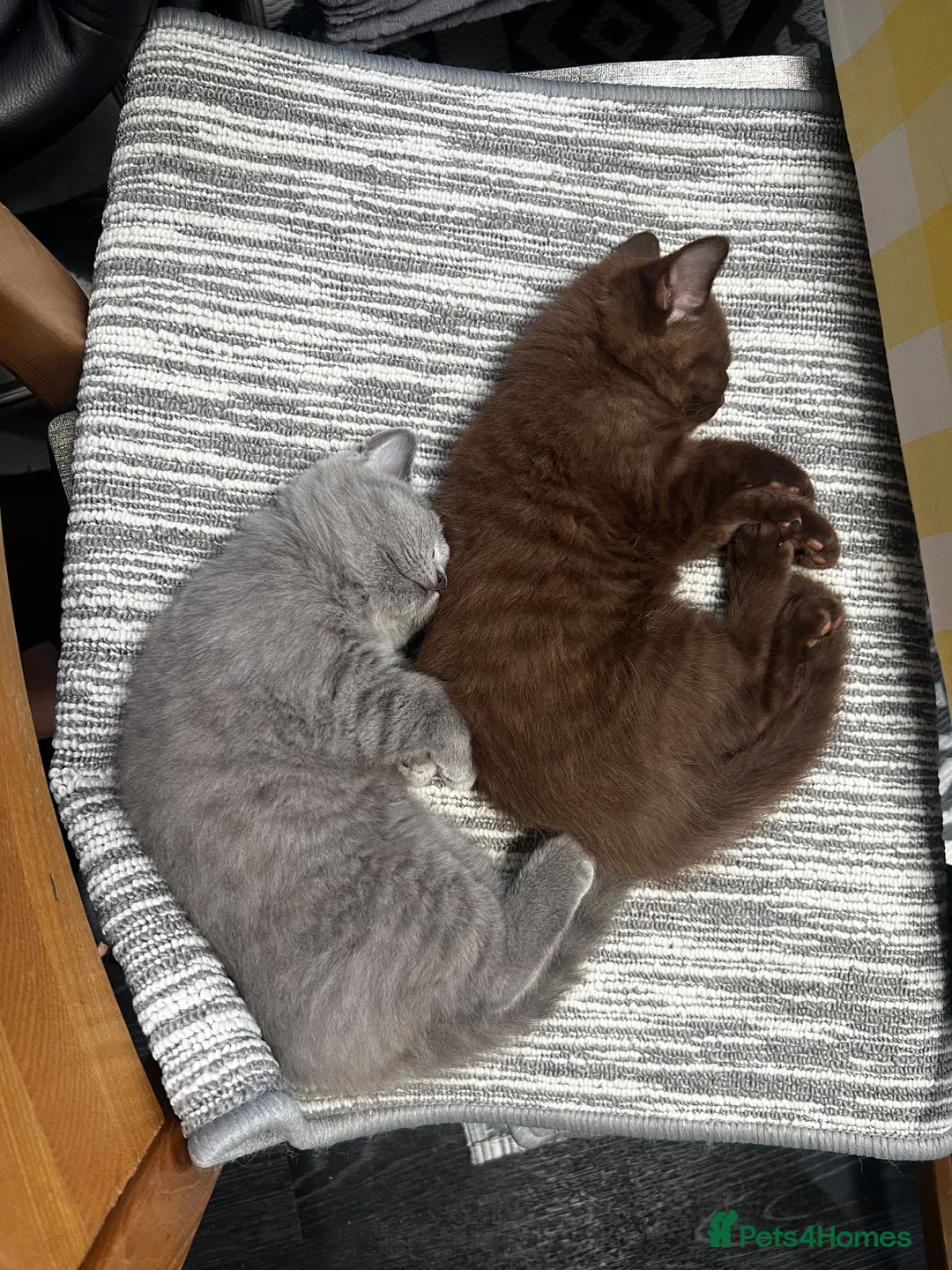 British Shorthair cats for sale: British Shorthair Kittens – Grey Girl & Brown Boy - Advert 2