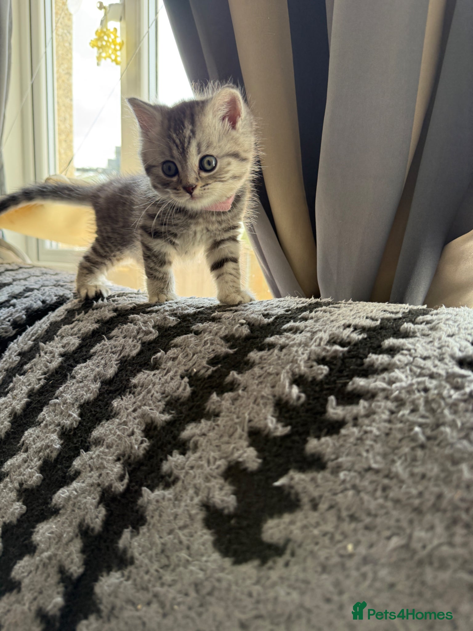 British Shorthair cats for sale: 3 females British shorthair  - Advert 12