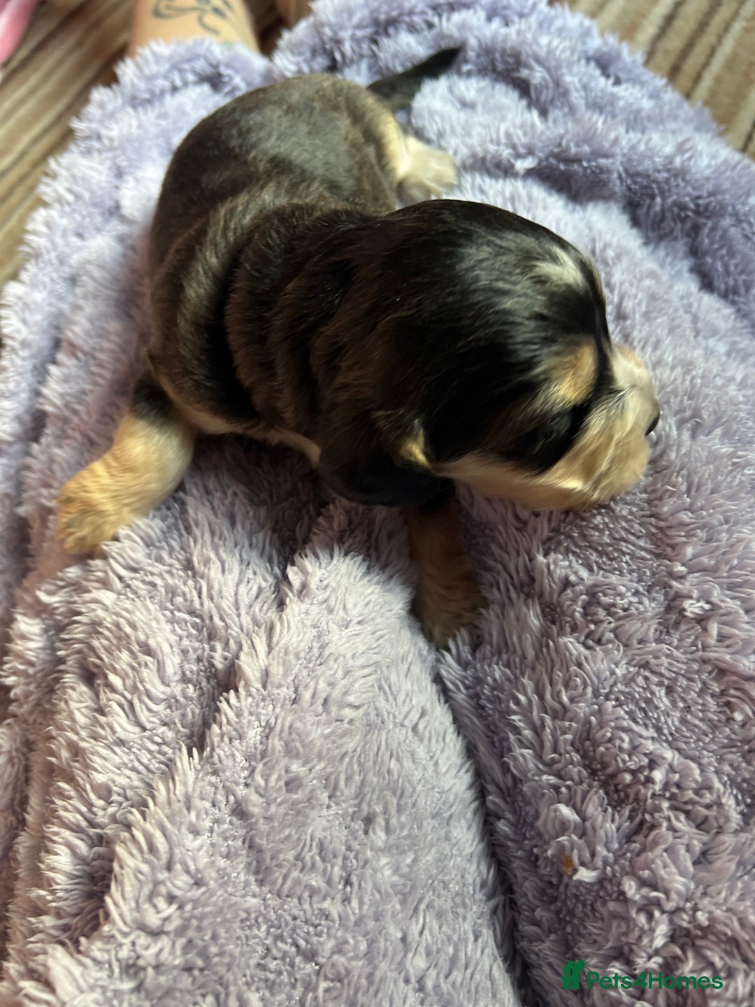 Cockapoo dogs for sale: F1b Cockerpoo puppies. - Image 39
