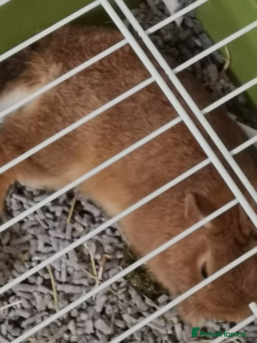 Netherland Dwarf rabbits for sale: Unique, Rare Red Fox Rabbit for sale - Advert 10