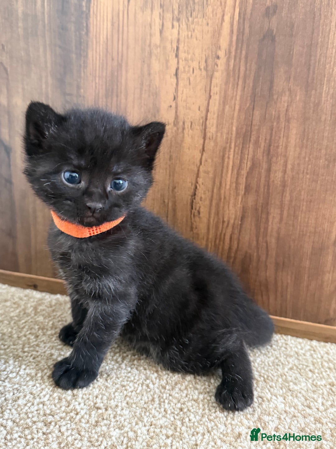 Mixed Breed cats for sale: 5 beautiful, playful kittens for sale  - Image 3
