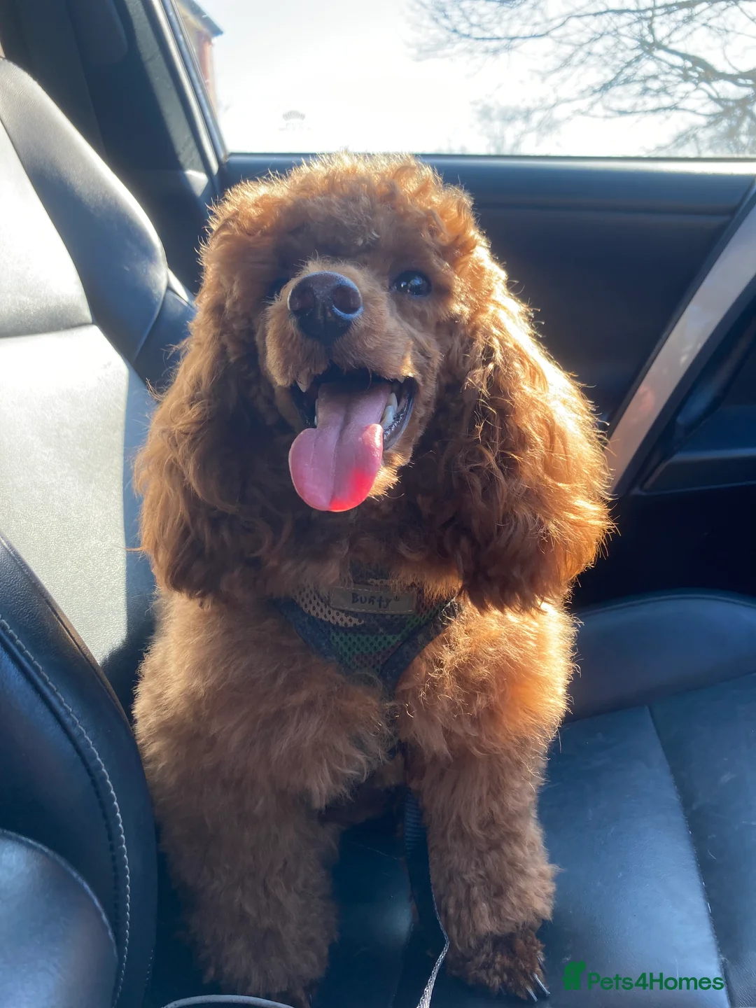 Poodle dogs for stud: Kc health tested fox red toy poodle in Stevenage - Advert 9