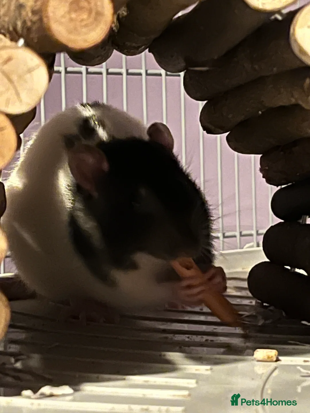 Rat rodents for sale: Rats for rehoming - Advert 2