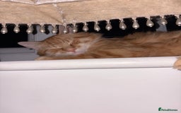 British Longhair cats for sale: Ginger Tom - Image 4