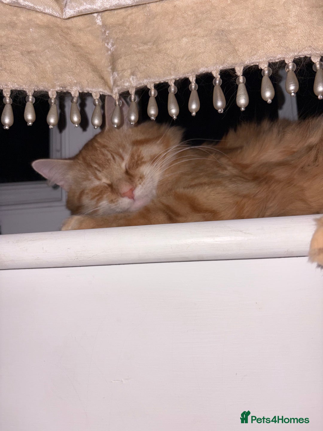 British Longhair cats for sale: Ginger Tom - Image 4