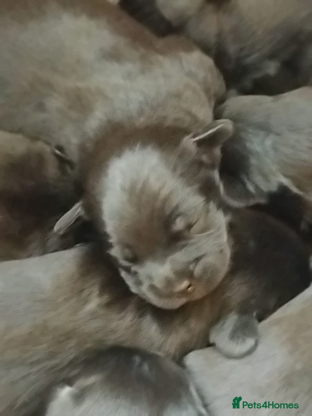 Mixed Breed dogs for sale: Miniature Poodle cross french bulldog puppies  - Image 8