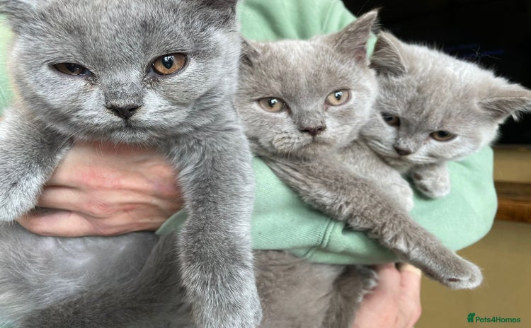 Scottish Fold cats in Altrincham - Advert 8