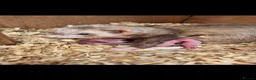 Ferret rodents for sale: Ferret kits looking for forever homes - Advert 2
