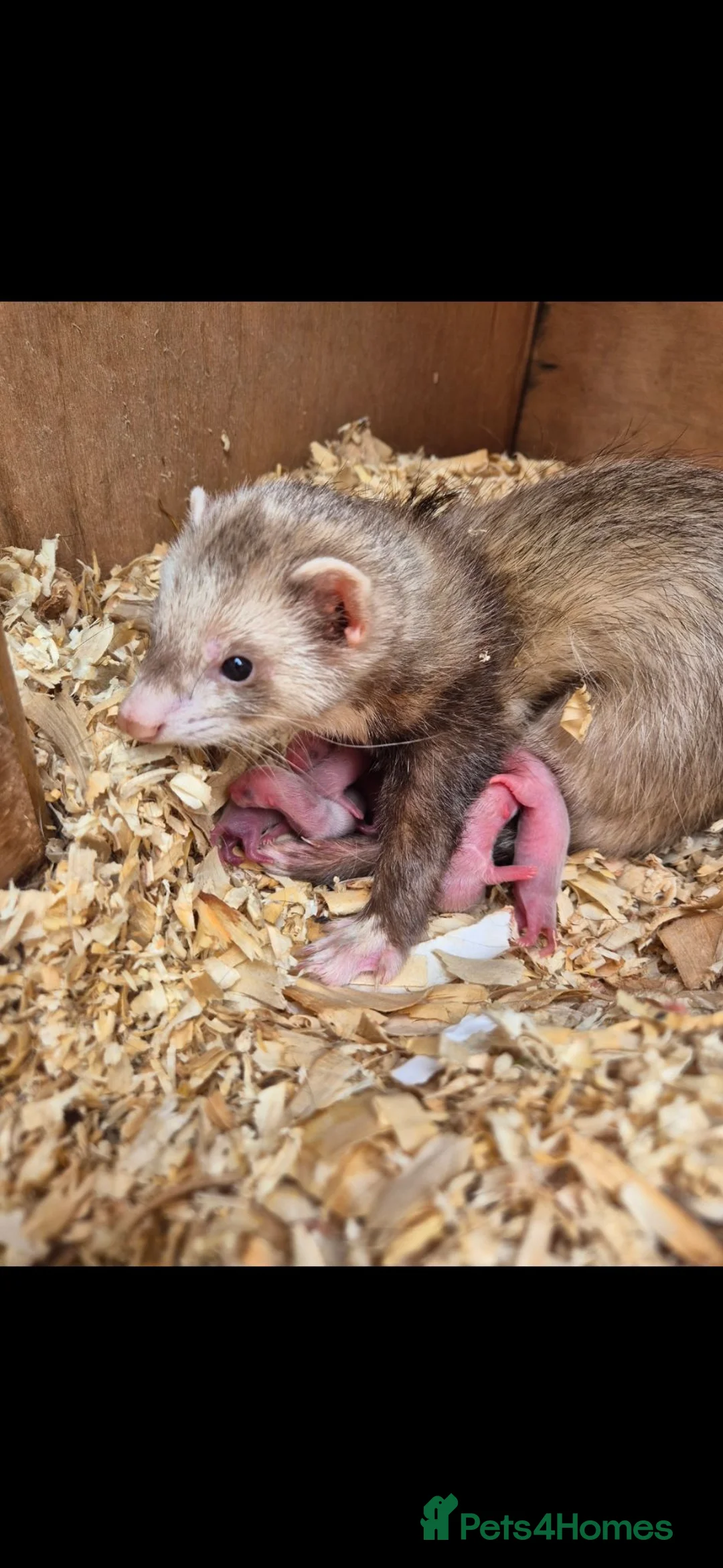 Ferret rodents for sale: Ferret kits looking for forever homes - Advert 2
