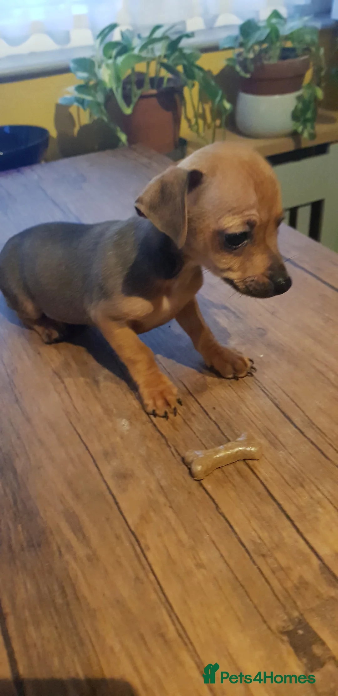 Chiweenie dogs for sale: Chiweenie pups for sale in Rowley Regis - Advert 4