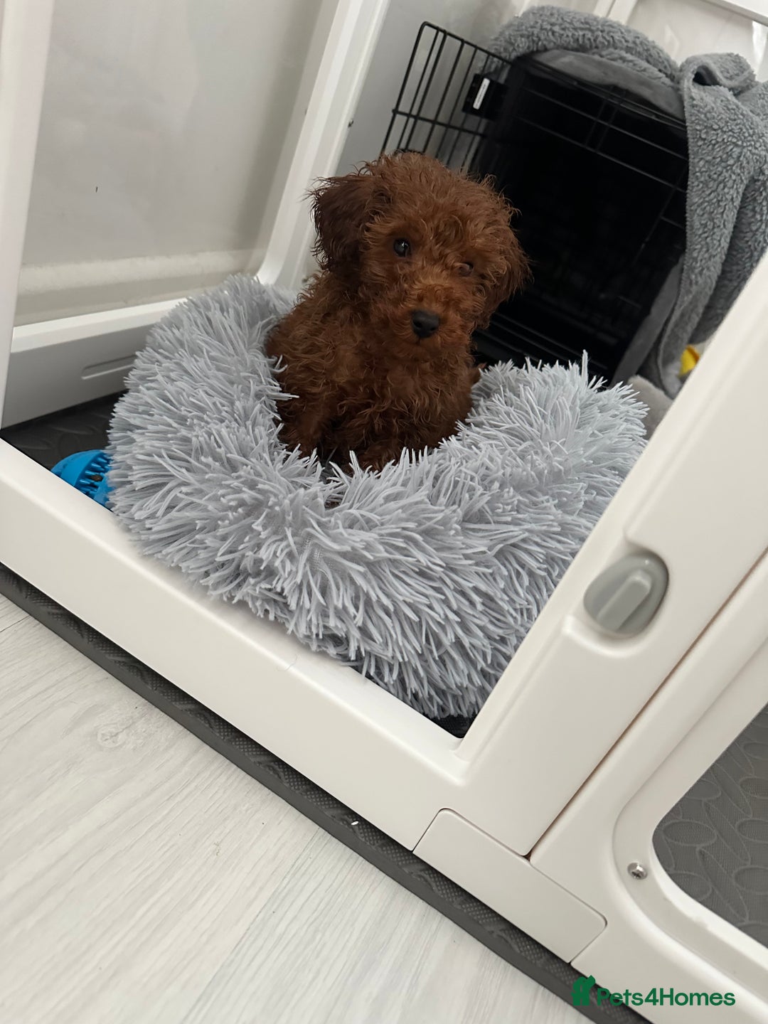 Toy Poodle dogs for sale: Deep red toy poodle  - Advert 3