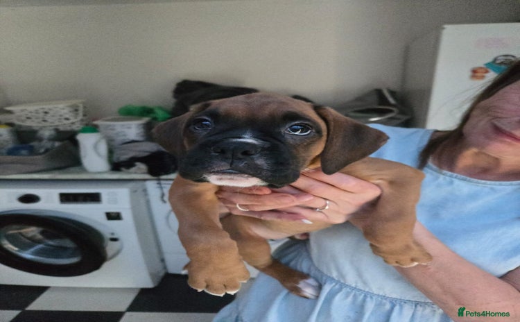 Boxer dogs - Advert 2