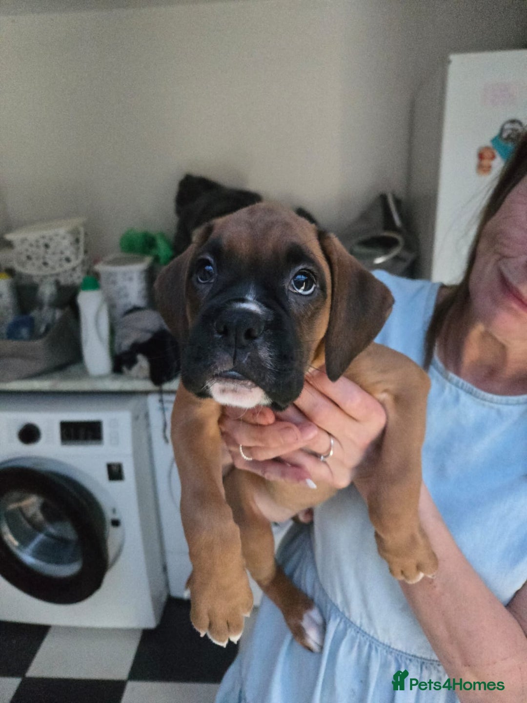 Boxer dogs for sale: Beautiful boxer pup  - Image 1