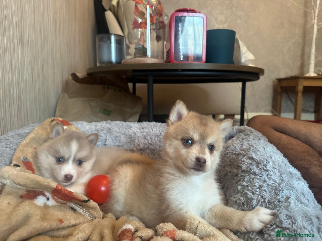 Pomsky dogs for sale: 3 Boys leftStunning Blue eyed F4 Pomsky pups - Advert 32
