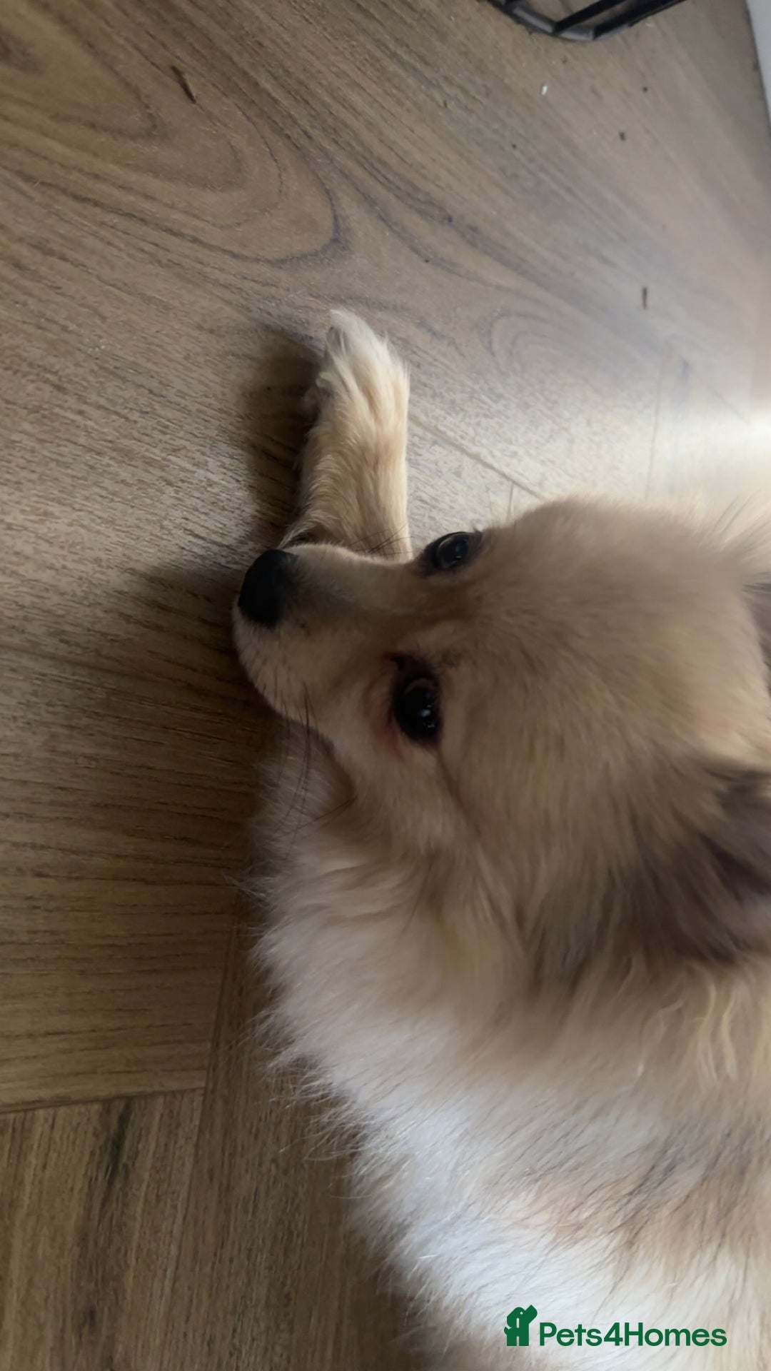 Pomeranian dogs for sale: Sky- female pom - Advert 5