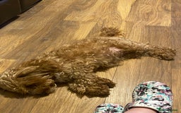 Cockapoo dogs for sale: Adult red cockapoo  - Image 9