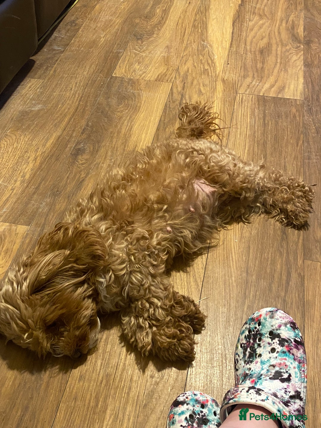 Cockapoo dogs for sale: Adult red cockapoo  - Image 9