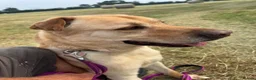 Mixed Breed dogs for adoption: Carlos wants his forever home  - Advert 4