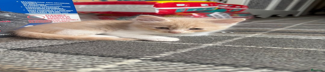 Ragdoll Kitten 2