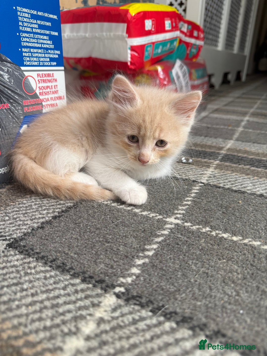 Ragdoll cats for sale: Part rag doll cream/white boy kittens ready now - Image 6