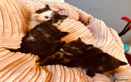 Domestic Shorthair cats for sale: Beautiful kittens  - Image 6