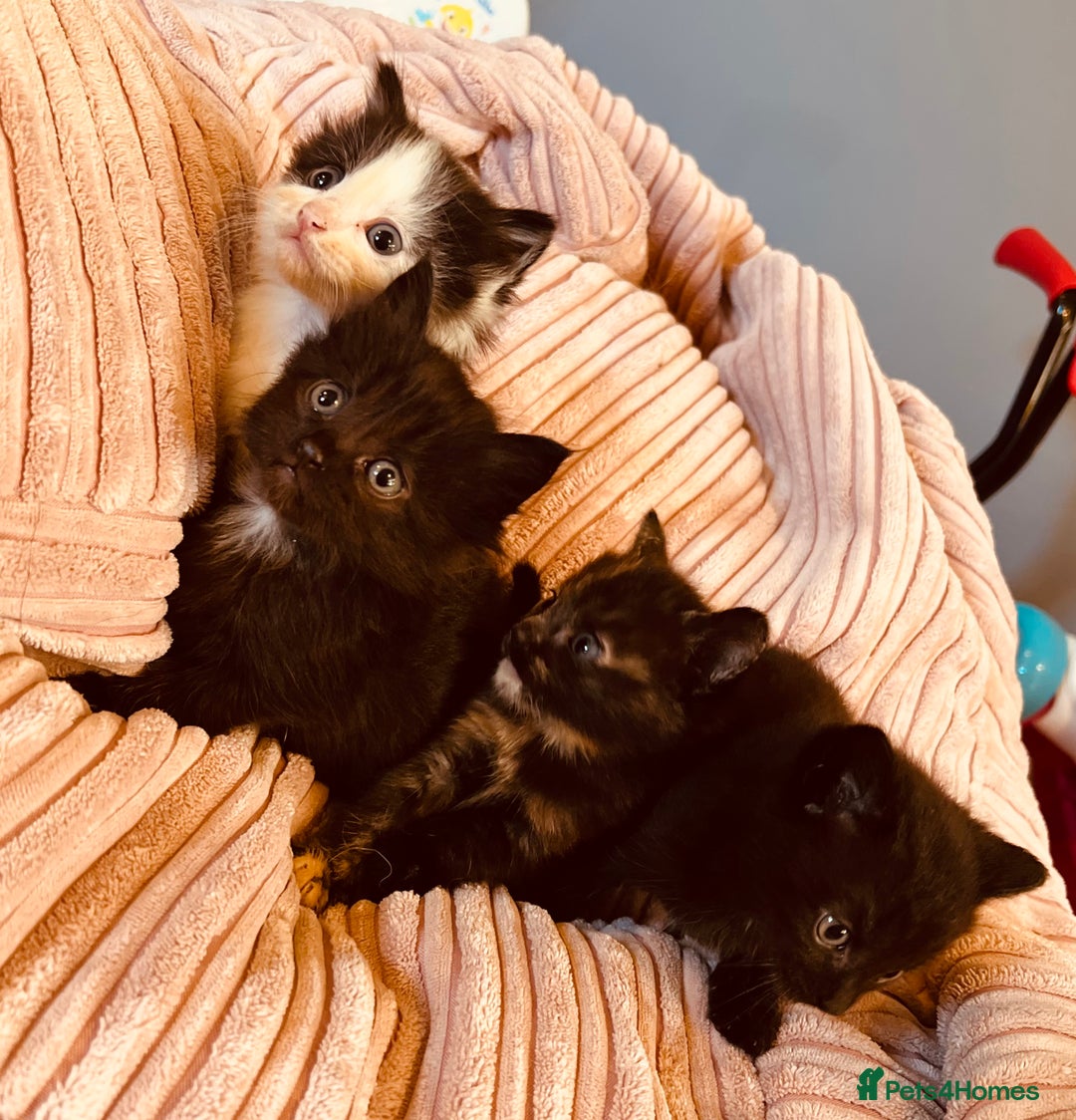 Domestic Shorthair cats for sale: Beautiful kittens  - Image 6