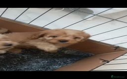 Cavapoo dogs for sale: Cavapoo puppies  - Image 12