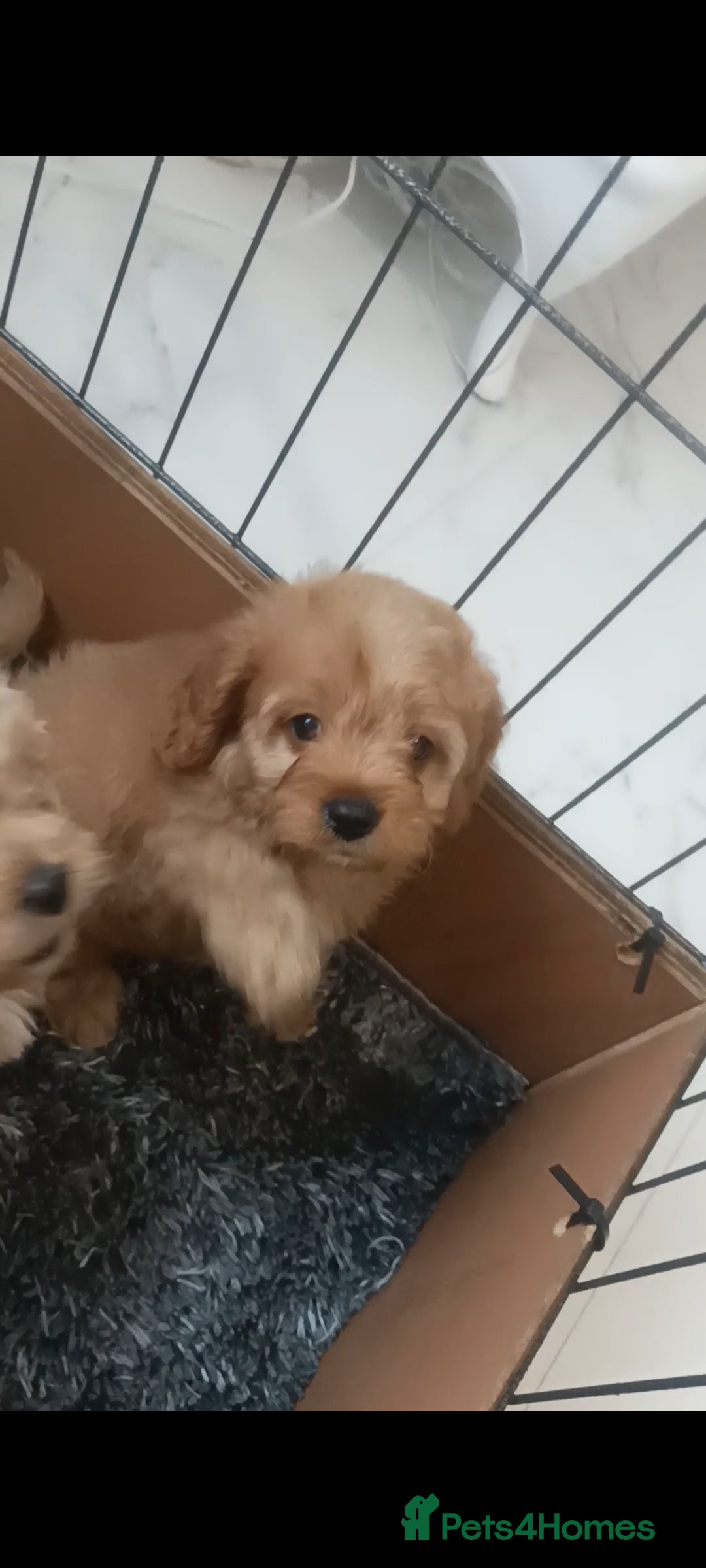 Cavapoo dogs for sale: Cavapoo puppies  - Image 12