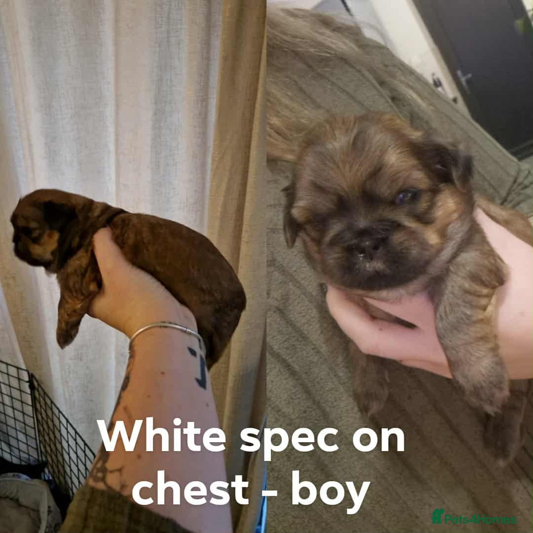 Shih Tzu dogs for sale: Shih Tzu  - Image 4