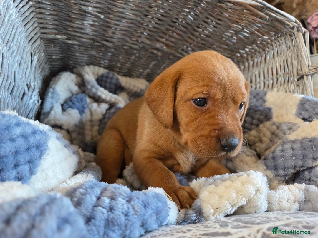 Labrador Retriever dogs for sale: Stunning Red fox labrador puppies  - Advert 35