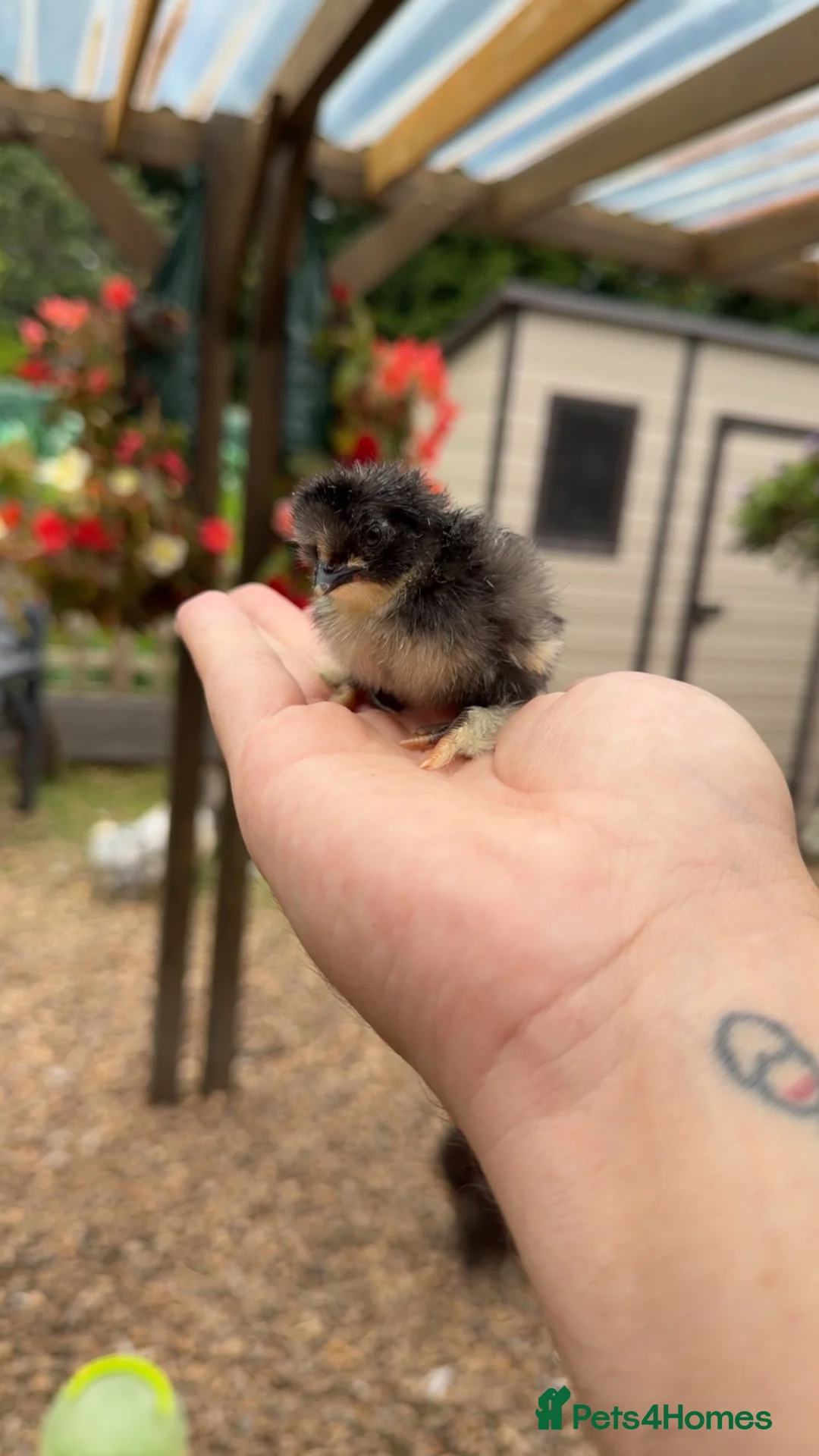 Chickens poultry for sale: Silkie Chicks - Advert 5