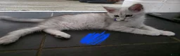 Maine Coon cats for sale: Ready Immediately. TICA 100% Maine Coon rare color - Advert 3