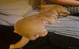 Jug dogs for sale: Jack russel x pug - Advert 5