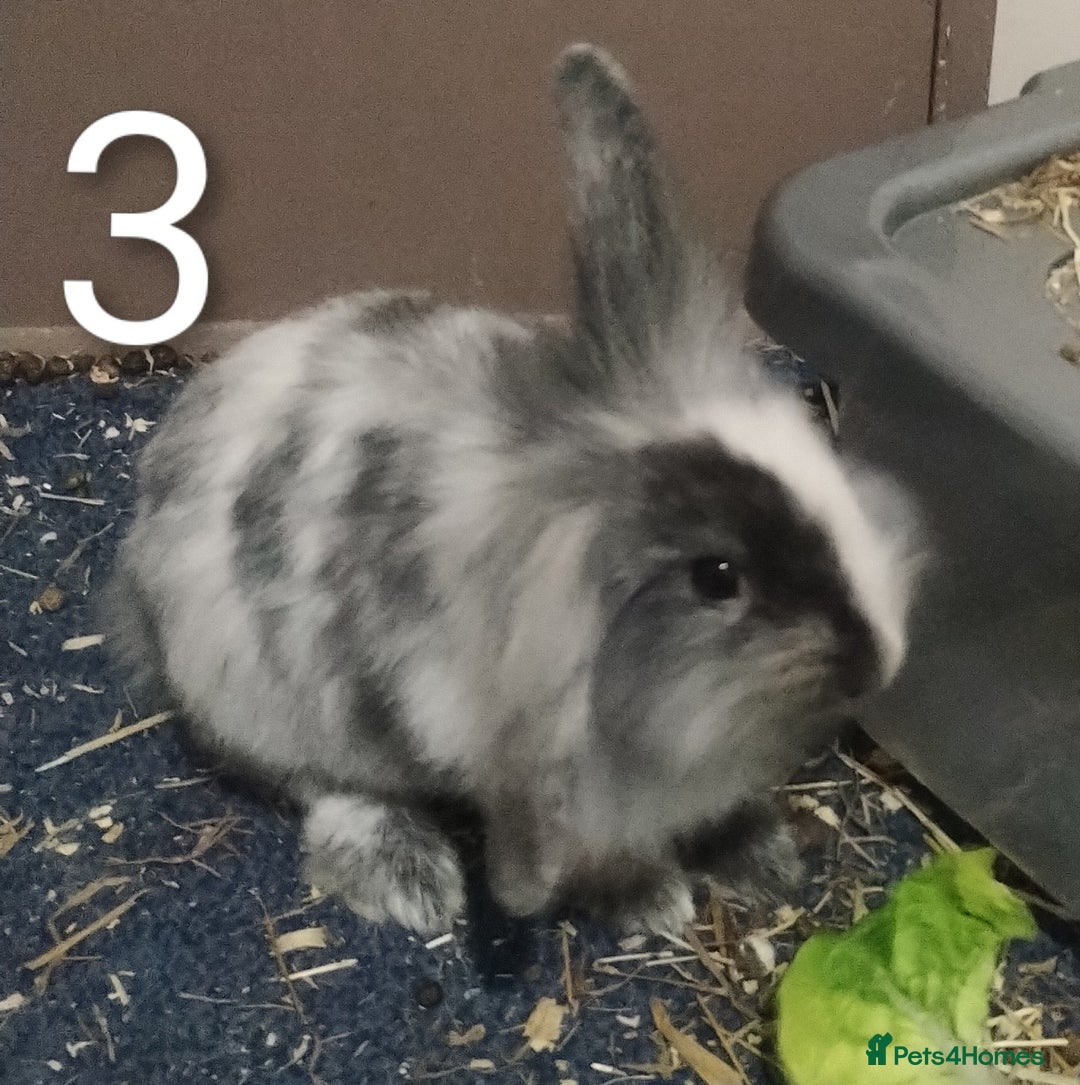 Lionhead rabbits for sale: 4 Female Lionhead available NOW - Advert 7