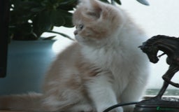 Exotic cats for sale: Exotic pedigree kittens  - Image 16
