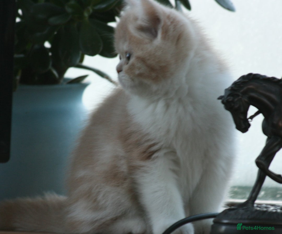 Exotic cats for sale: Exotic pedigree kittens  - Image 16