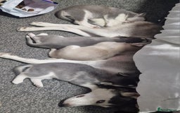 Siberian Husky dogs for sale: 4 lovely husky puppies for sale  - Image 9