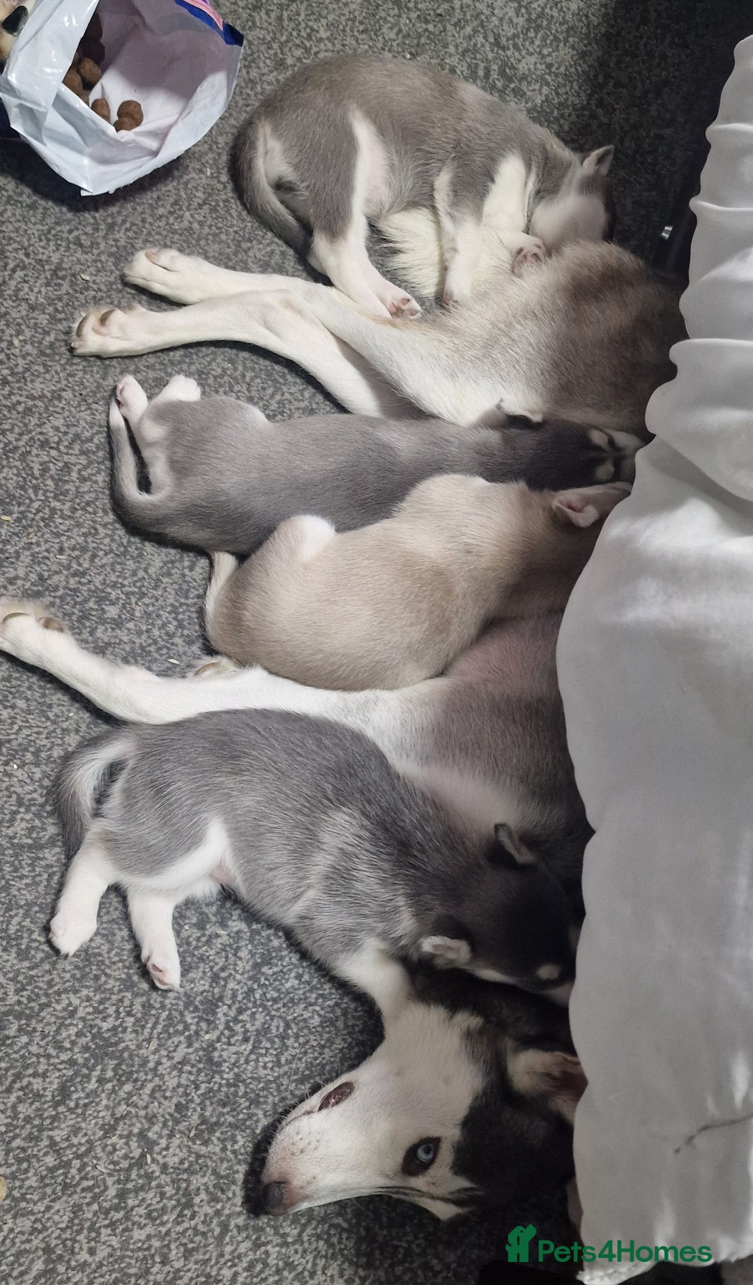 Siberian Husky dogs for sale: 4 lovely husky puppies for sale  - Image 9