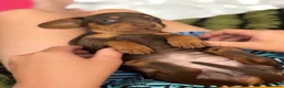 Miniature Dachshund dogs for sale: KC Reg Mini Dachshund Puppies - Advert 14