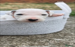 Dalmatian dogs for sale: Dalmatian puppies  - Image 3