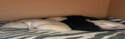 Mixed Breed cats for sale: 2 male tan tabbies  - Advert 8