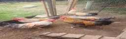 Chickens poultry for sale: Cockerels - Advert 2