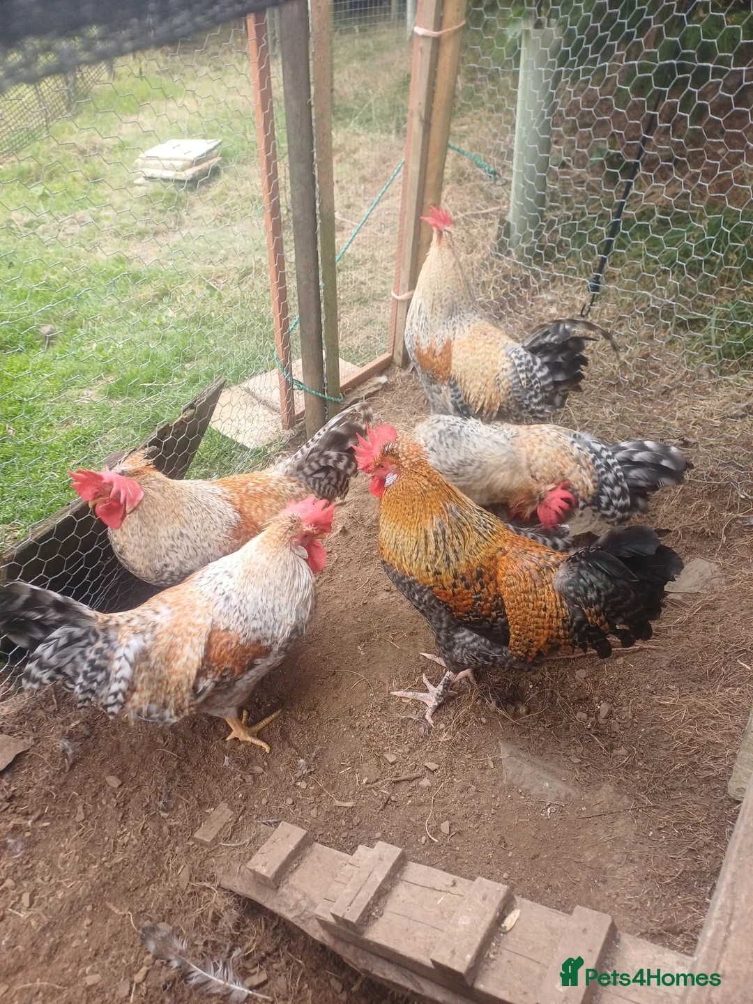 Chickens poultry for sale: Cockerels - Advert 2