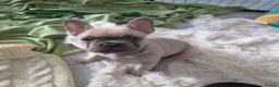 French Bulldog dogs for sale: Lilac fawn beautiful Frenchie boy. Singleton in Canvey Island - Advert 11