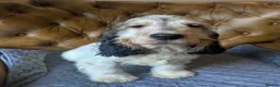 Cocker Spaniel dogs for sale: Beautiful KC Registered Show Cocker Puppies - Advert 4