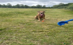 Mixed Breed dogs for sale: Beautiful cane corso NALA - Advert 2