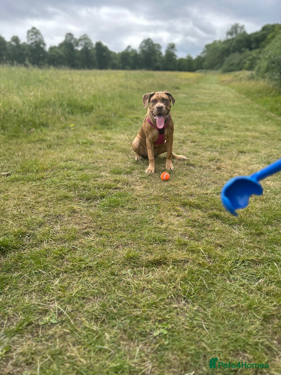 Mixed Breed dogs for sale: Beautiful cane corso NALA - Advert 2