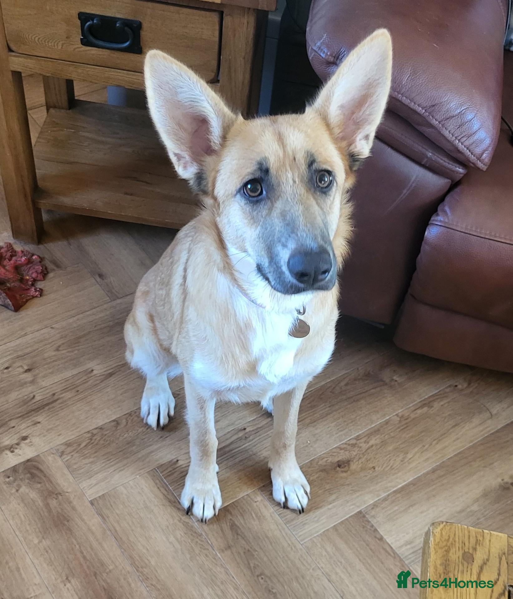 Mixed Breed dogs for adoption: DORA  9 months  - Advert 1