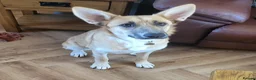 Mixed Breed dogs for adoption: DORA  9 months  - Advert 1